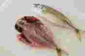 アジ腹開き