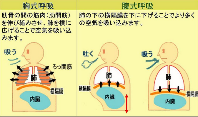 胸式呼吸と腹式呼吸のイラスト解説