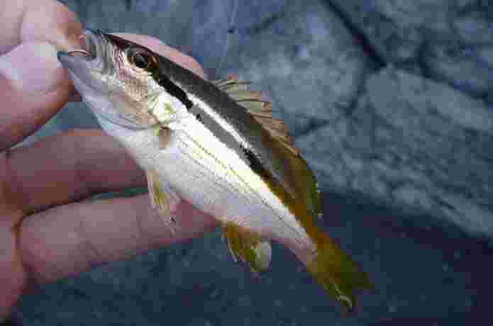 釣り上げられたシマイサキ