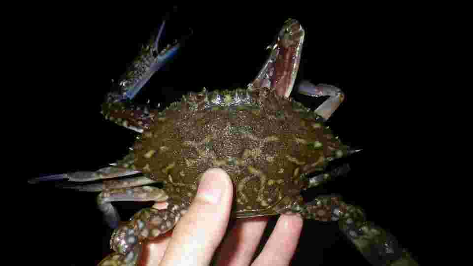 生のタイワンガザミ