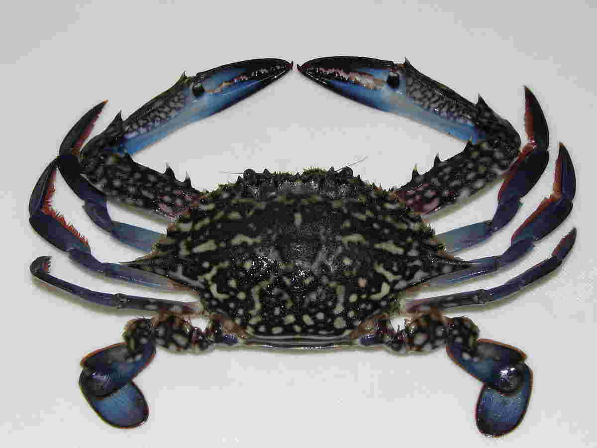 タイワンガザミ