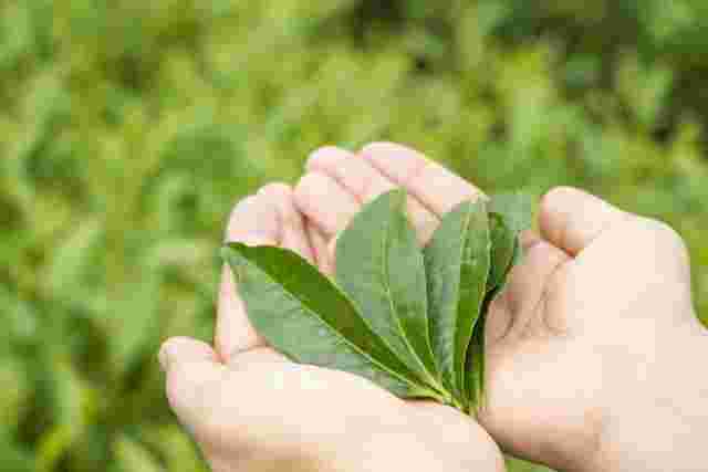 茶畑で獲れた新鮮な茶葉