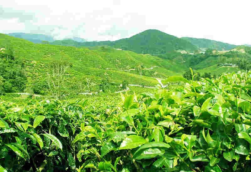 見渡す限り「お茶畑」の避暑地キャメロンハイランド