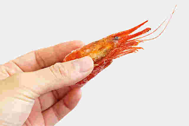 北海シマエビ