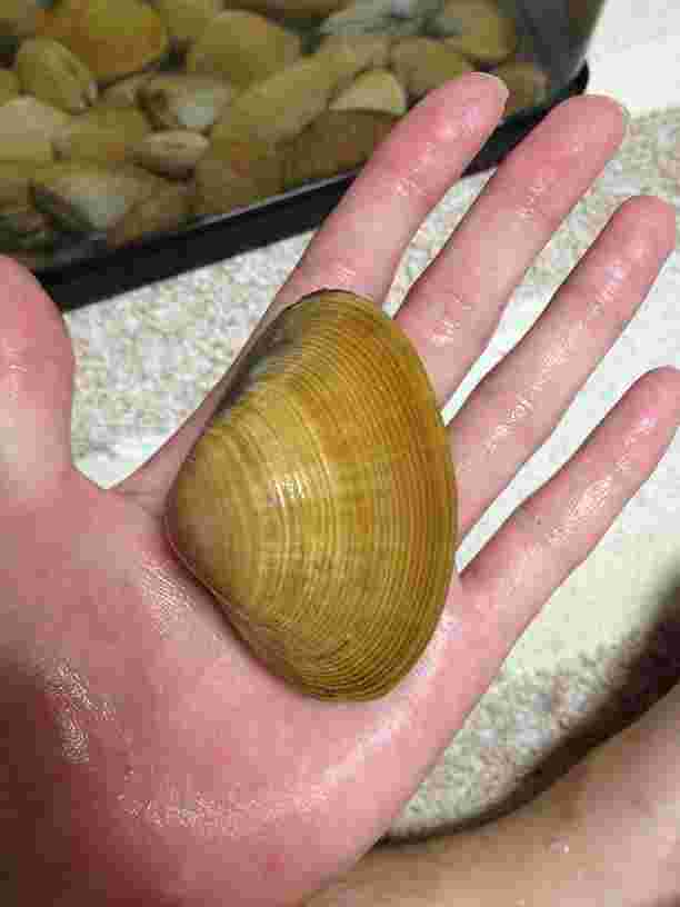 名前が面白い！「バカ貝」