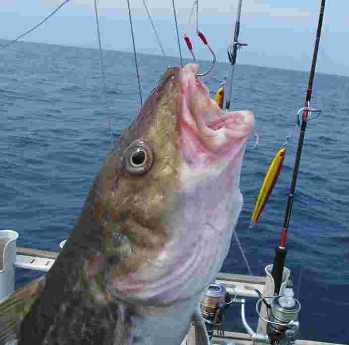 マダラ　釣り