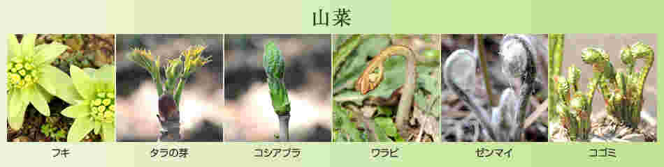 山菜の写真