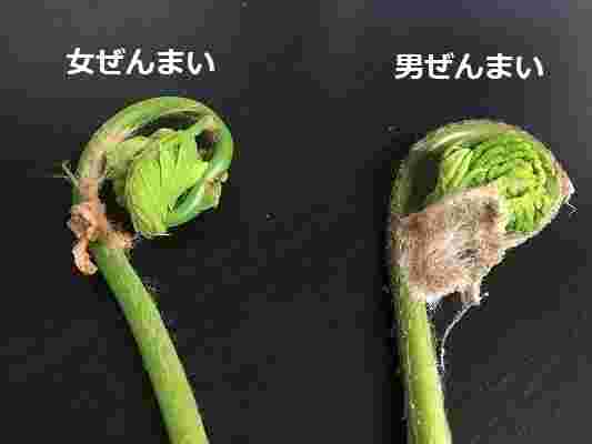 ゼンマイの雄雌の写真