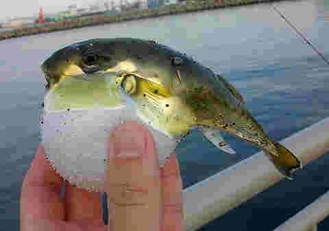 シロサバフグ