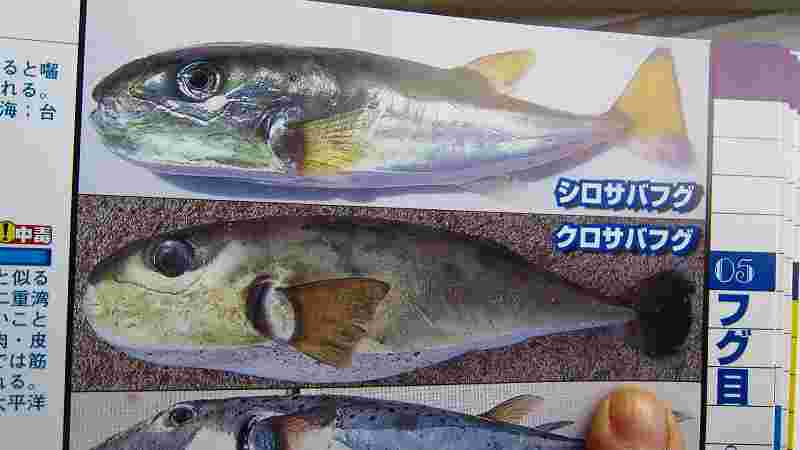 シロサバフグとクロサバフグ