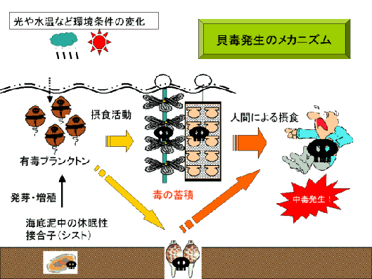 貝毒が発生しやすい時期を知って公的機関（自治体）や漁協が発する警報に要注意