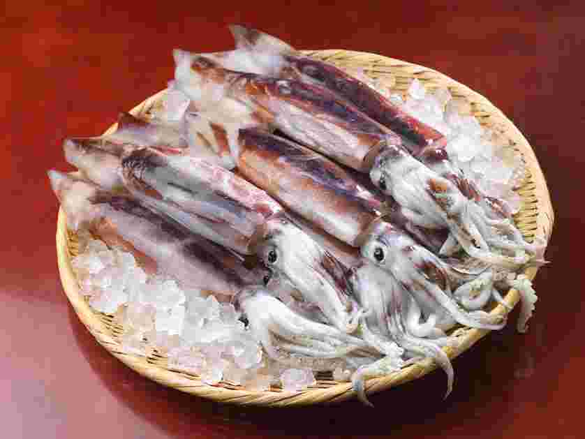 生のスルメイカ