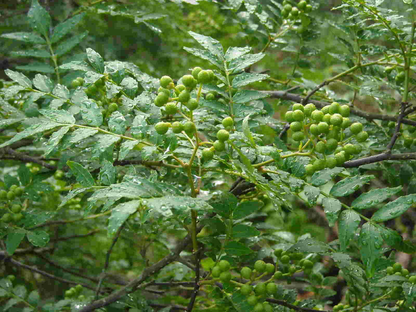 山椒