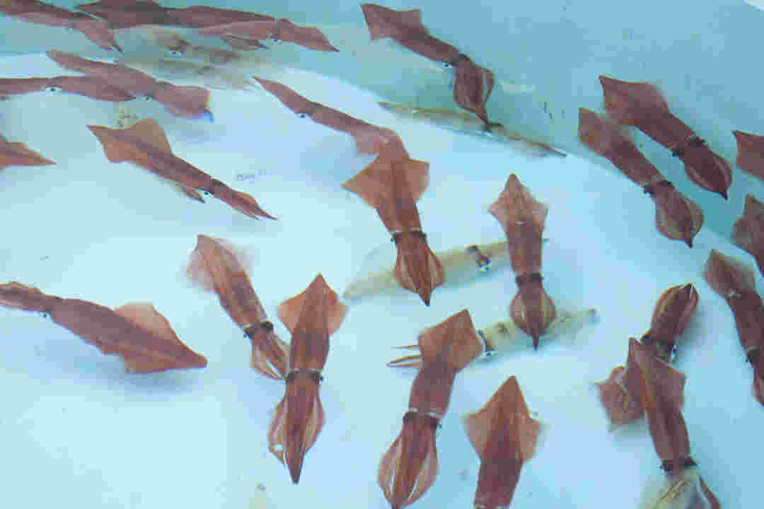 生け簀で泳ぐケンサキイカ