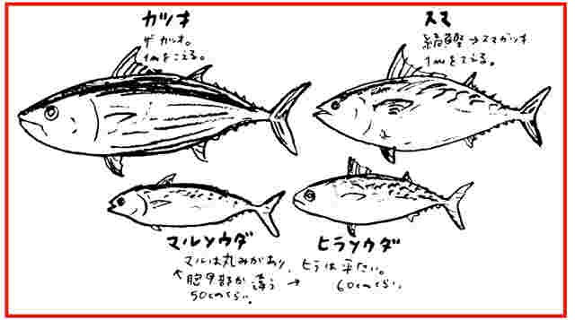 カツオの種類