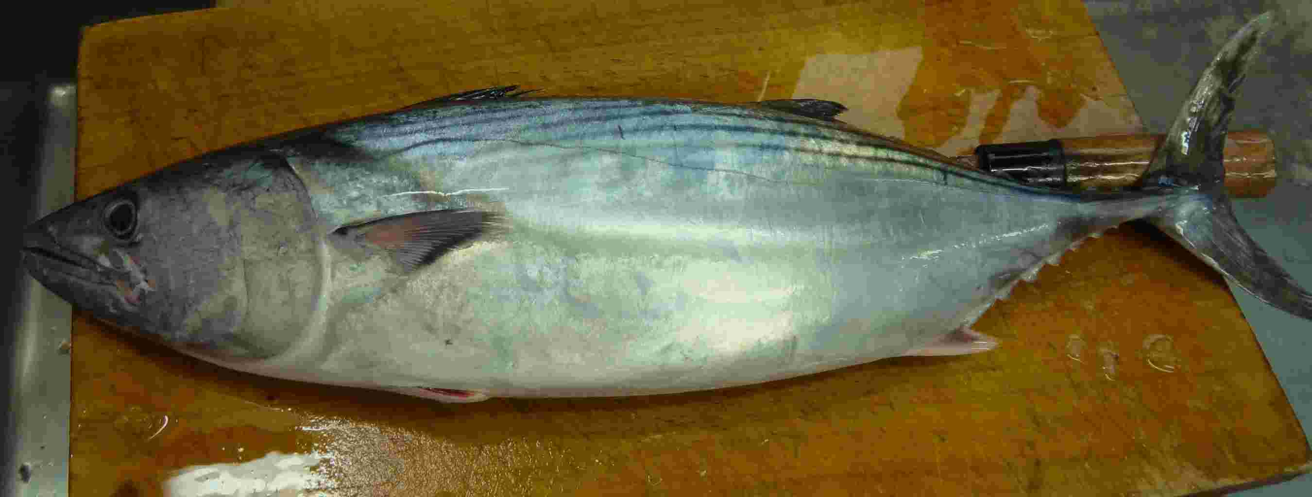 新鮮なハガツオ