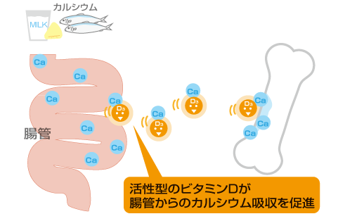 ビタミンDがカルシウムの吸収
