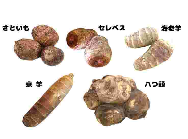 セレベスと他の里芋