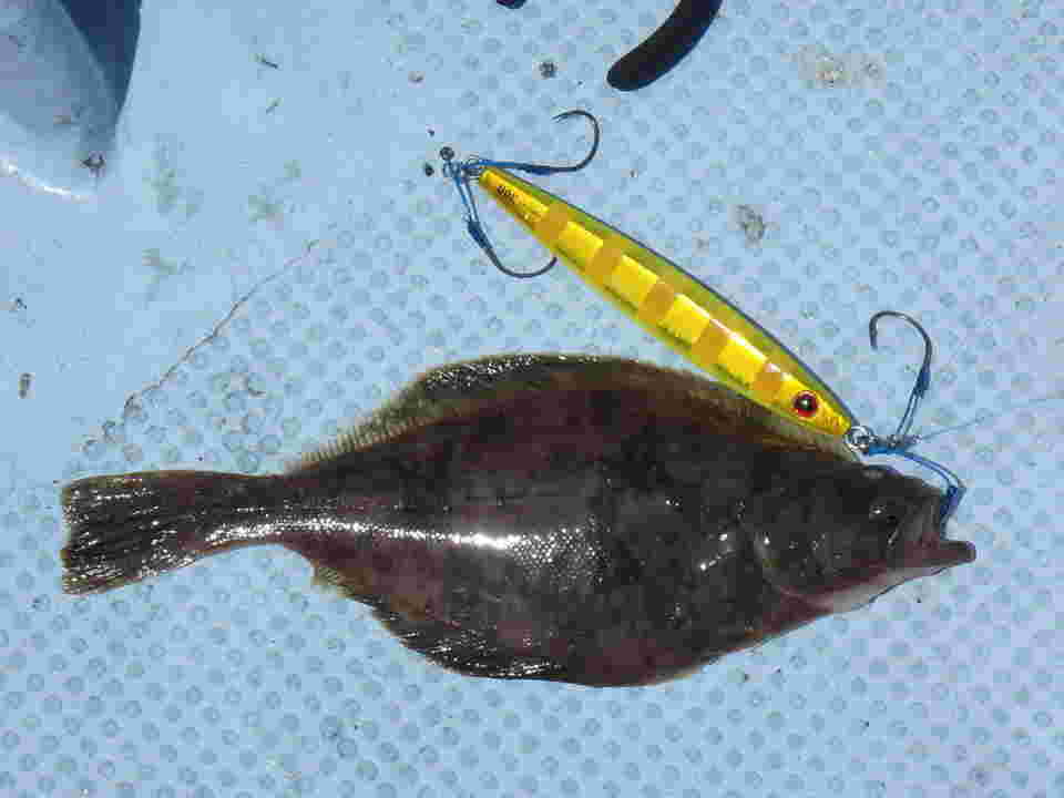 釣り上げられたムシガレイ