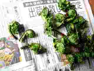 こごみの保存方法