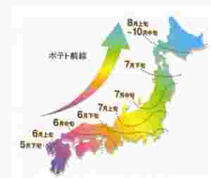 じゃがいもの収穫時期
