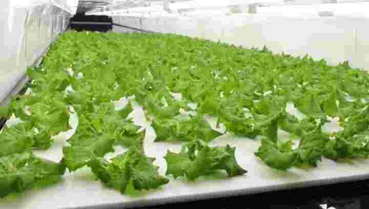 セブンイレブン専用野菜工場