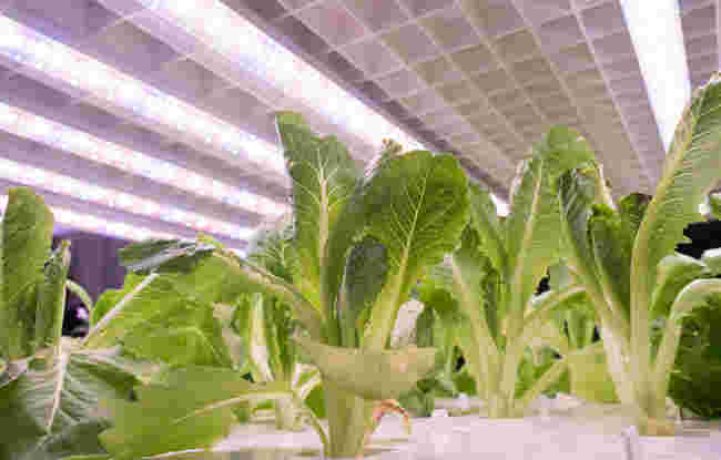 セブンイレブンの野菜工場