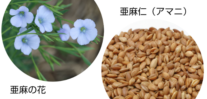 亜麻仁と亜麻の花
