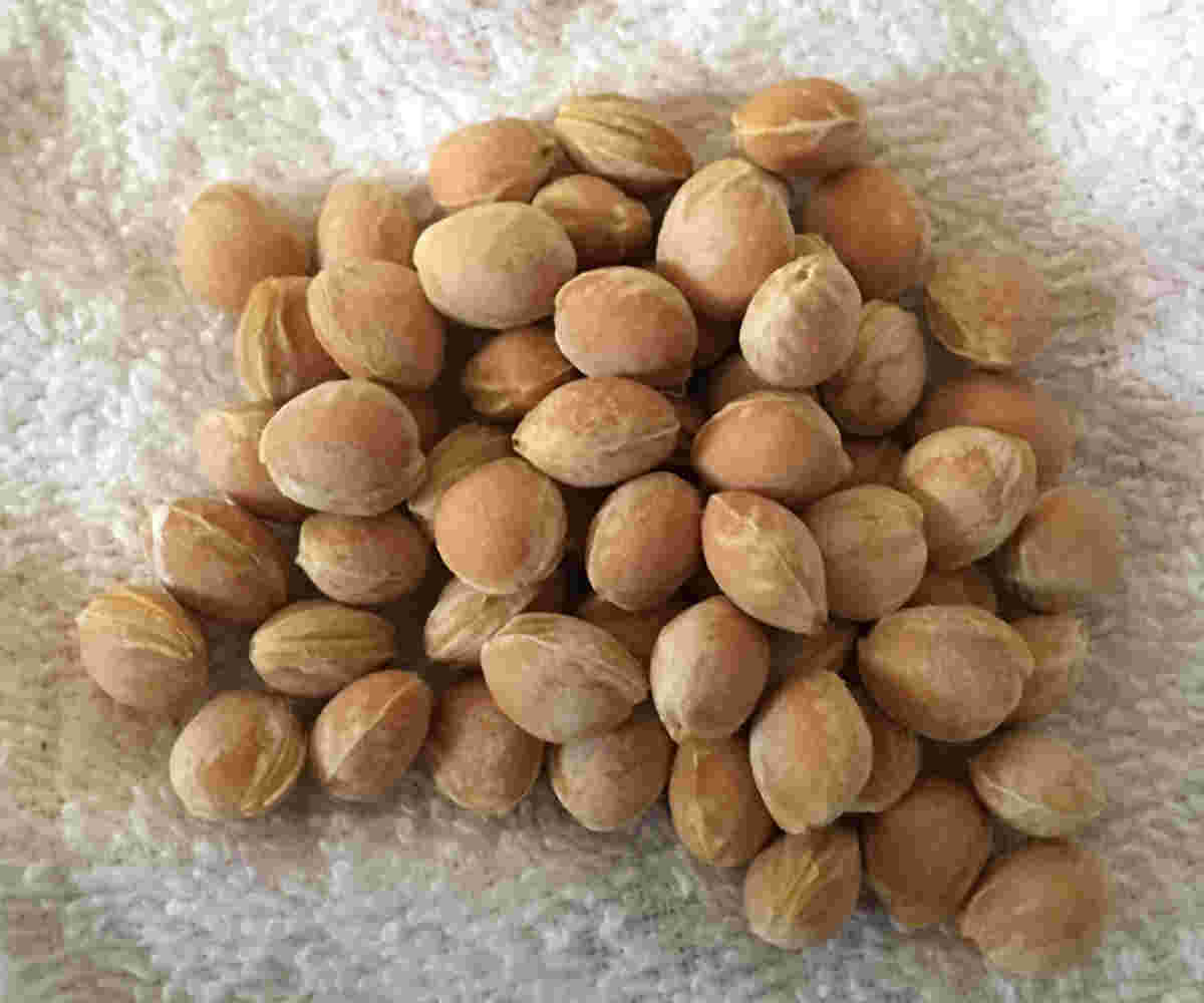 大量のさくらんぼの種
