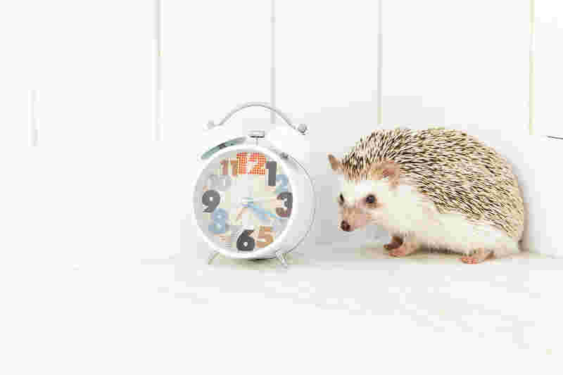 時計とハリネズミ
