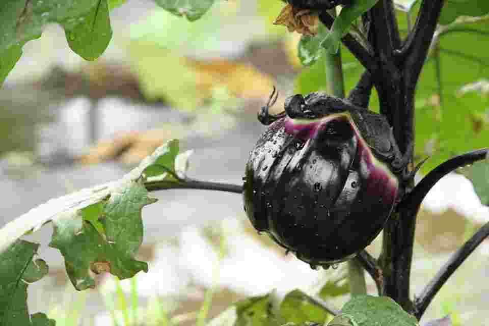 ずいきと共に夏が旬の野菜「茄子」