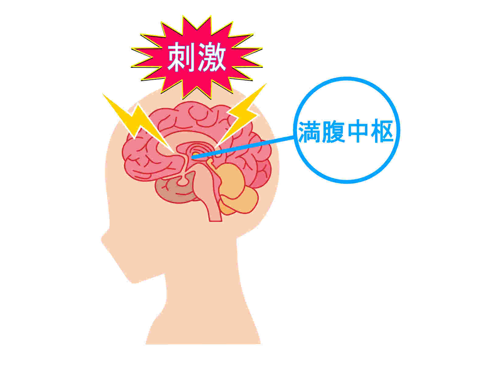 満腹中枢のイラスト