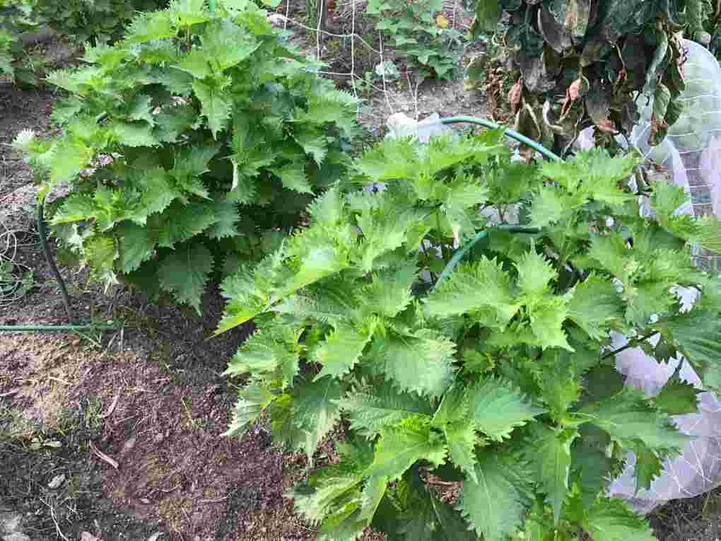 家庭菜園の大葉