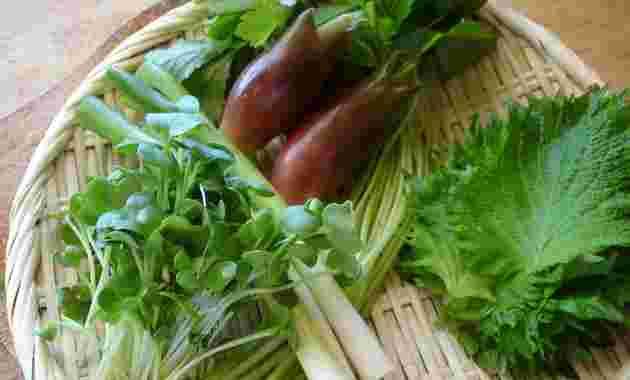 大葉は薬味野菜の一つ