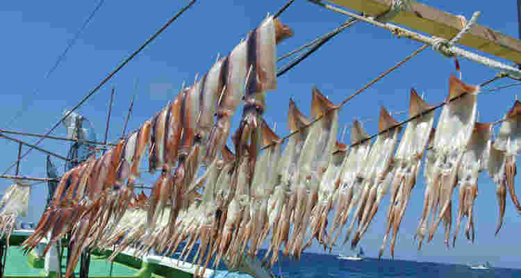 海の上のスルメイカ