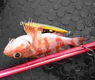 釣り上げられたユメカサゴ
