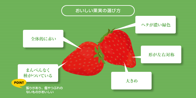 美味しいいちごの選び方