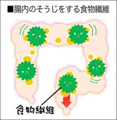 食物繊維の働き