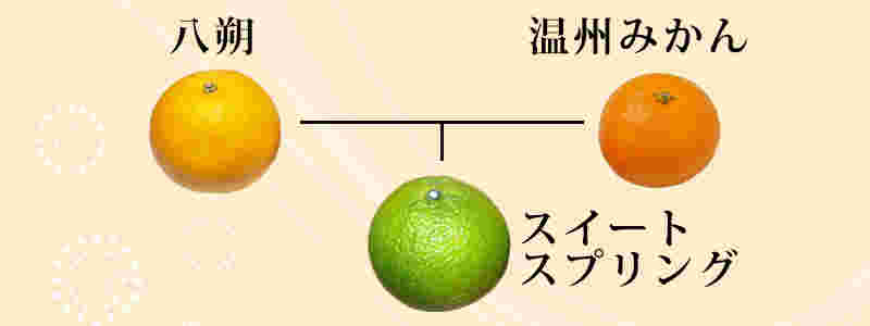 スイートスプリングの成り立ち