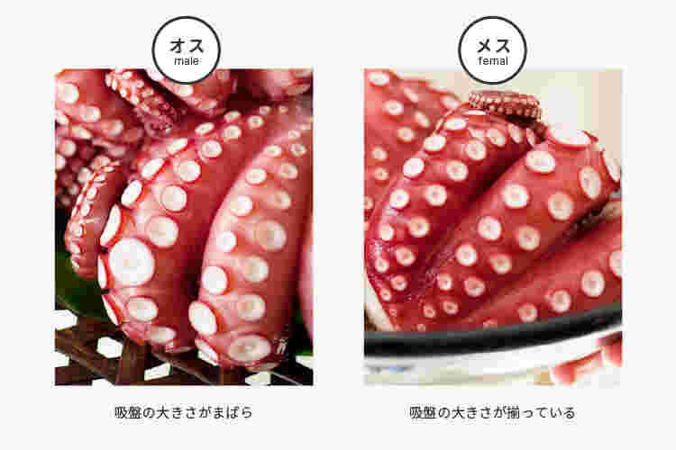 タコのオスメスの見分け方