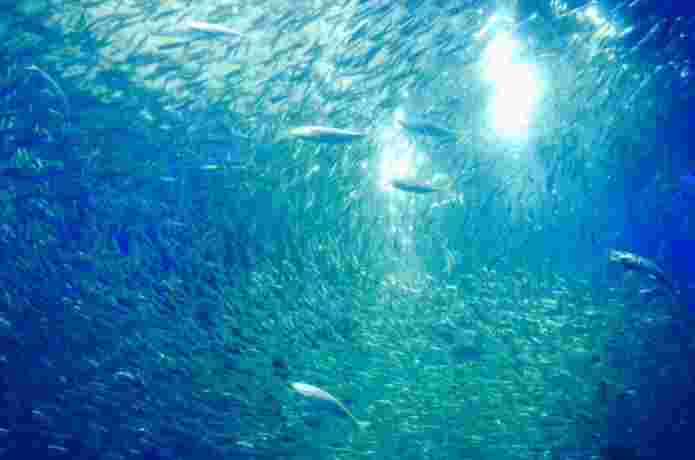 海の中のマサバ