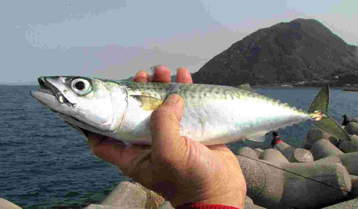 釣ったサバ