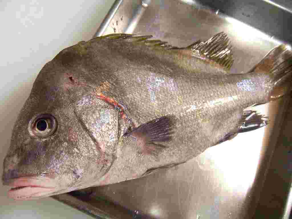 ヒゲソリダイ・鮮魚