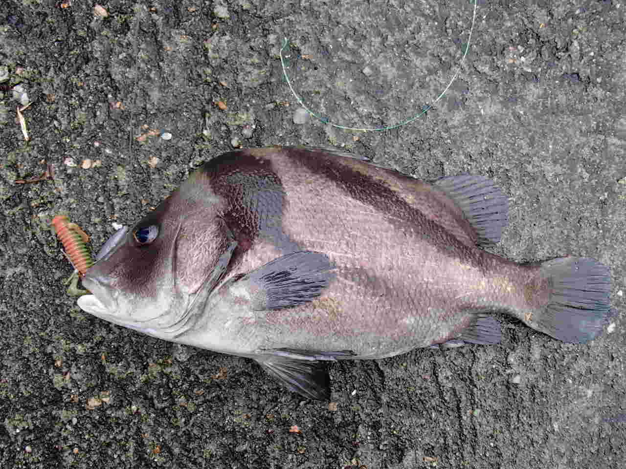 ヒゲソリダイ・磯釣り