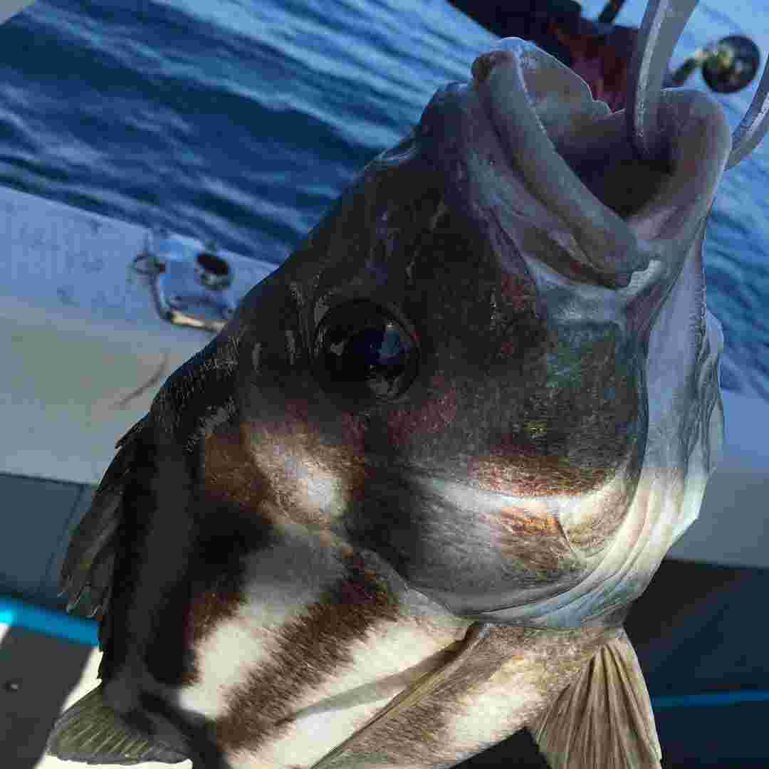 ヒゲソリダイ・ぶっこみ釣り