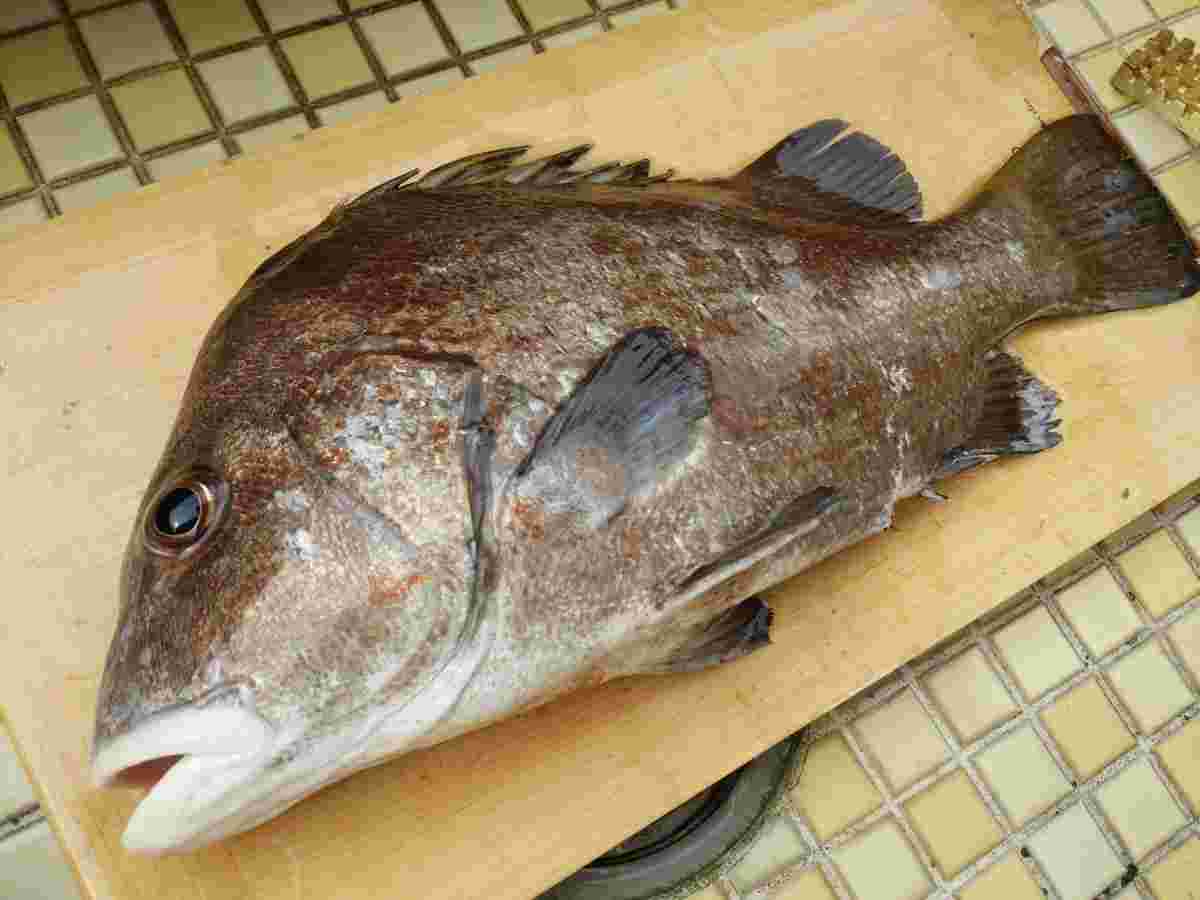 ヒゲソリダイ・非常に美味しい魚