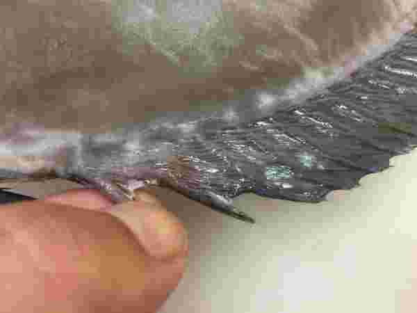 捌くときに要注意の場所・背びれとヒレ