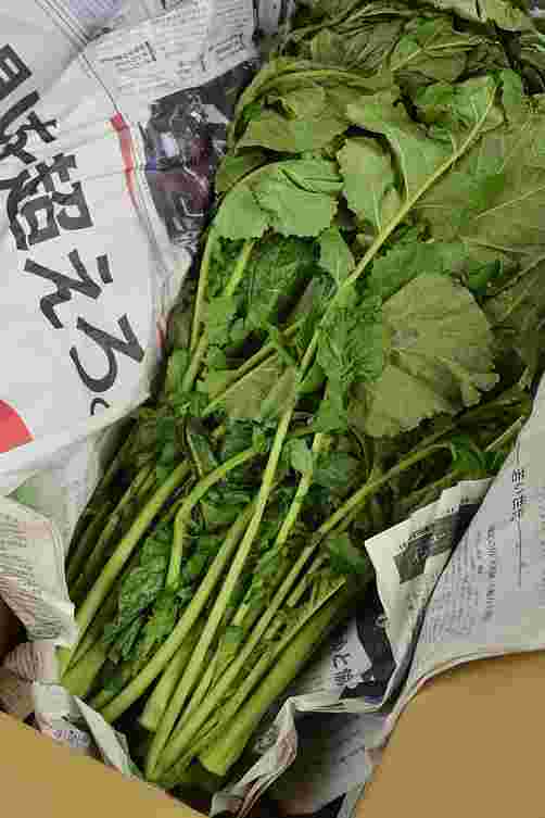 新聞紙で包んだからし菜