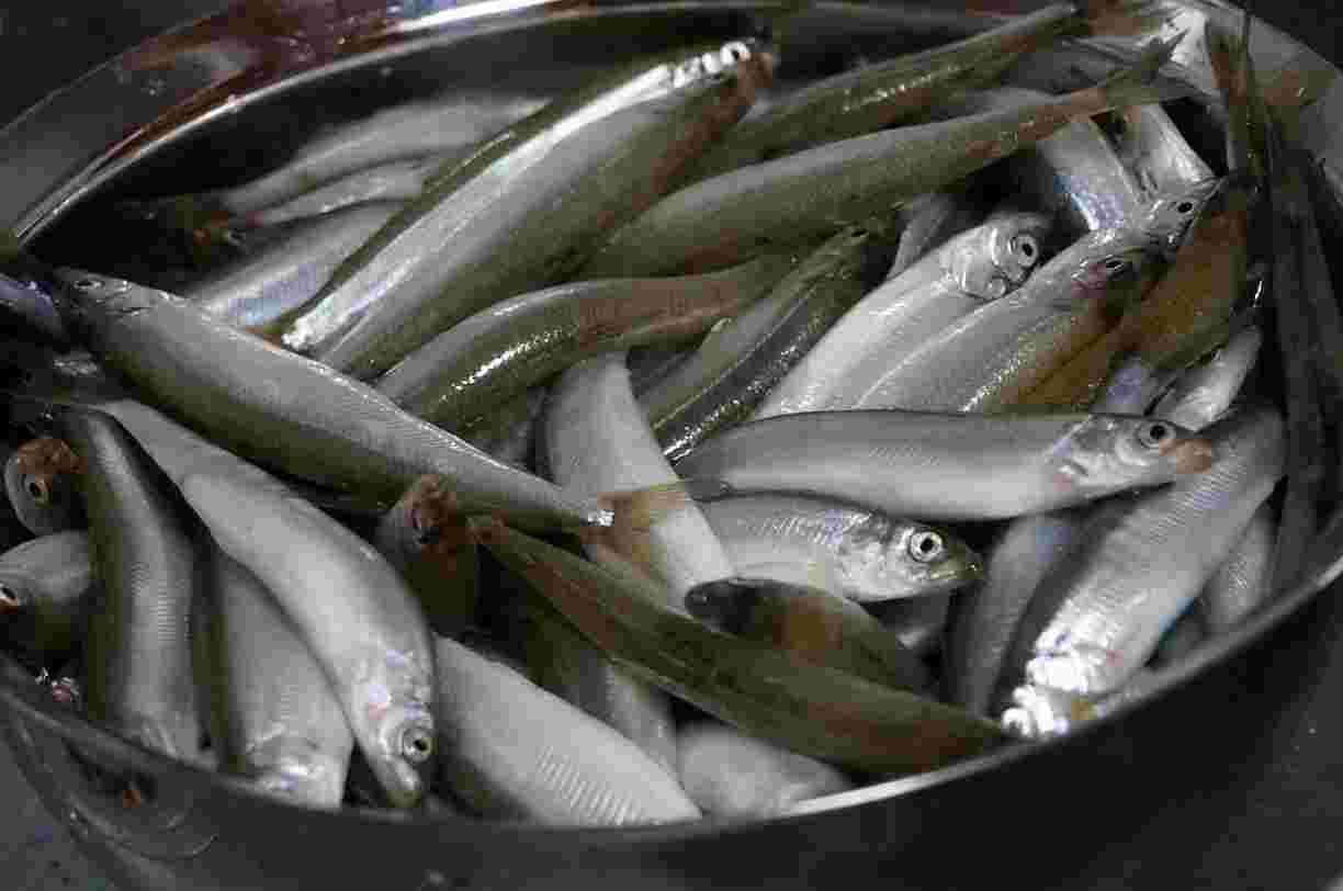 100匹を超えて大量に釣れたチカ