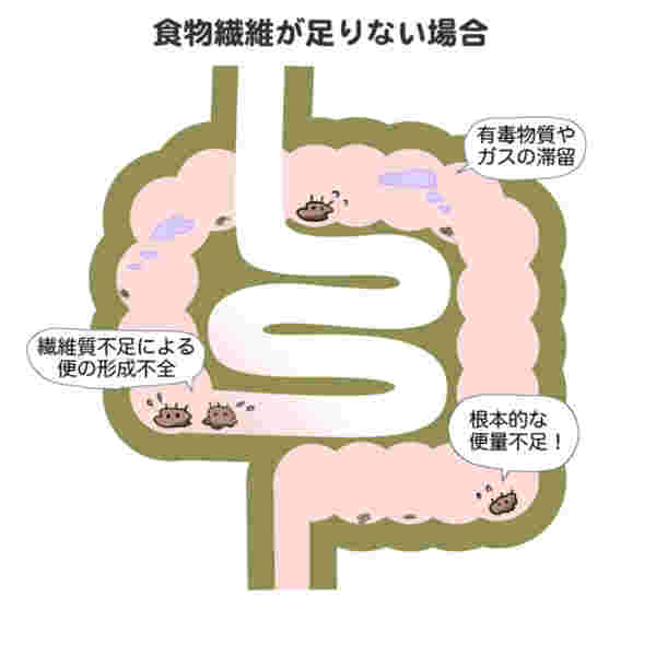 食物繊維の働き